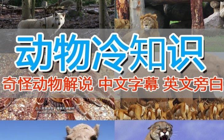 外面卖1699的国外纪录片解说（动物解说、美食、动画片）稳过中视频-温暖资源库